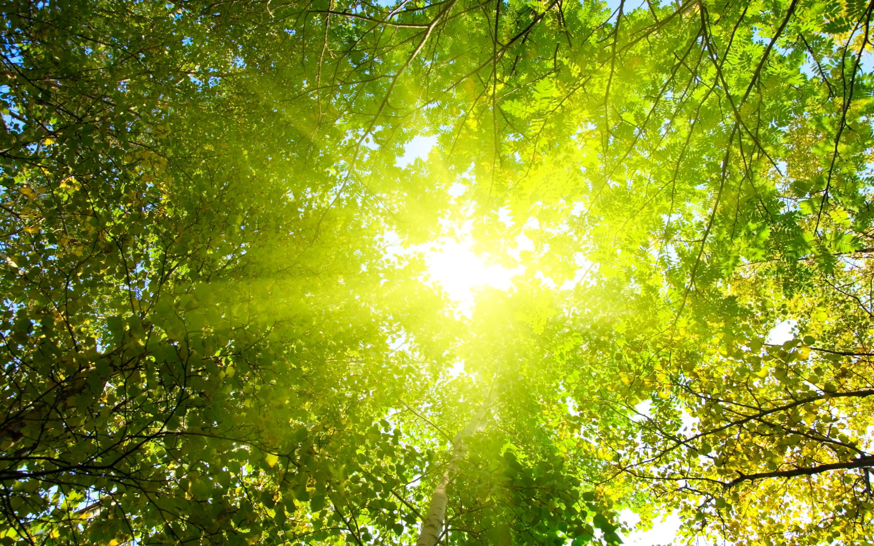 солнце небо дерево ветки бесплатно